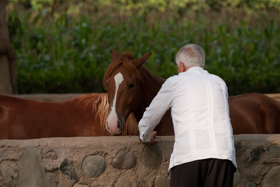 Peruvian Paso Horse